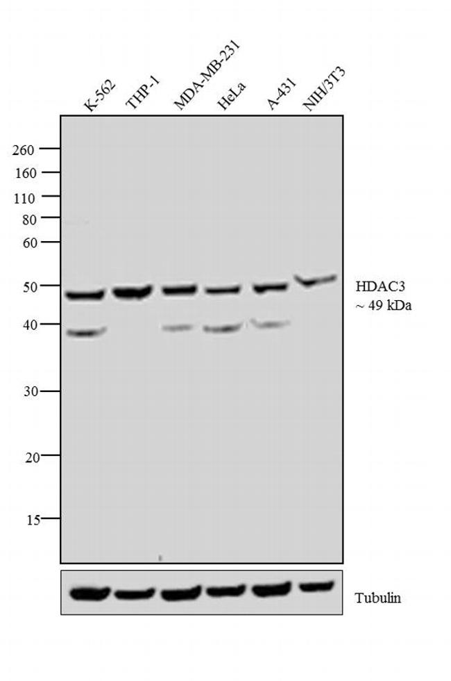 HDAC3 Antibody - HDAC3 Antibody in Western Blot (WB)