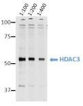 HDAC3 Antibody - Anti-HDAC3, clone 3G6. NIH3T3 mouse fibroblast lysates were separated by 10% SDS-PAGE and blotted onto nitrocellulose membrane (Schleicher&Schull). The membrane was blocked in 3% NFDM in PBS-T for 1h at RT and incubated at 4°C with anti-HDAC3, clone cG6 antibody at the indicated dilutions. A 30 sec exposure is shown.