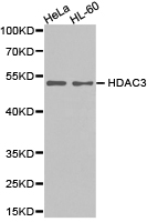 HDAC3 Antibody - Western blot of extracts of HeLa cell and HL-60 cell lines, using HDAC3 antibody.
