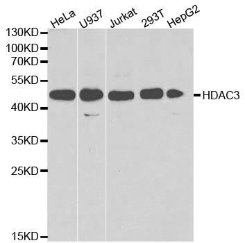HDAC3 Antibody - Western blot analysis of extracts of various cell lines.