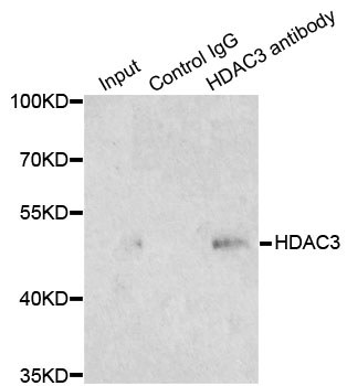 HDAC3 Antibody - Immunoprecipitation analysis of 200ug extracts of 293T cells.