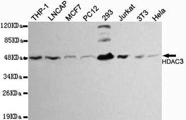HDAC3 Antibody - Western blot detection of HDAC3 in THP-1, LNCAP, MCF7, PC12, 293, Jurkat, 3T3 and HeLa cell lysates using HDAC3 mouse monoclonal antibody (1:1000 dilution). Predicted band size: 49KDa. Observed band size:49KDa.