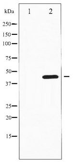 HDAC3 Antibody - Western blot of HDAC3 expression in NIH-3T3 whole cell lysates,The lane on the left is treated with the antigen-specific peptide.