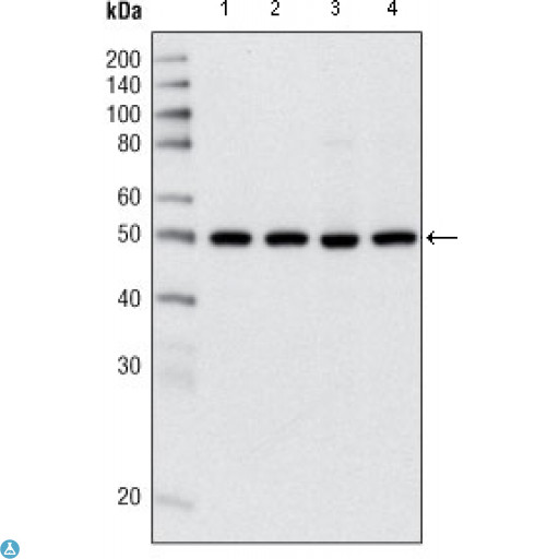 HDAC3 Antibody - Western Blot (WB) analysis using HDAC3 Monoclonal Antibody against HeLa (1), NIH/3T3 (2), C6 (3) and COS (4) cell lysate.