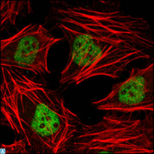 HDAC3 Antibody - Confocal Immunofluorescence (IF) analysis of HeLa cells using HDAC3 Monoclonal Antibody (green). Red: Actin filaments have been labeled with DY-554 phalloidin.