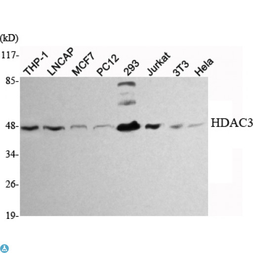 HDAC3 Antibody - Western Blot (WB) analysis using HDAC3 Monoclonal Antibody against THP-1, LNCAP, MCF7, PC12, 293, Jurkat, 3T3, HeLa cell lysate.