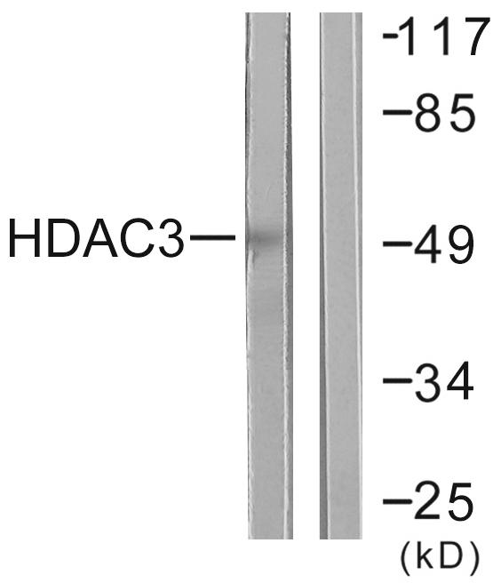 HDAC3 Antibody - Western blot analysis of extracts from HepG2 cells, using HDAC3 antibody .