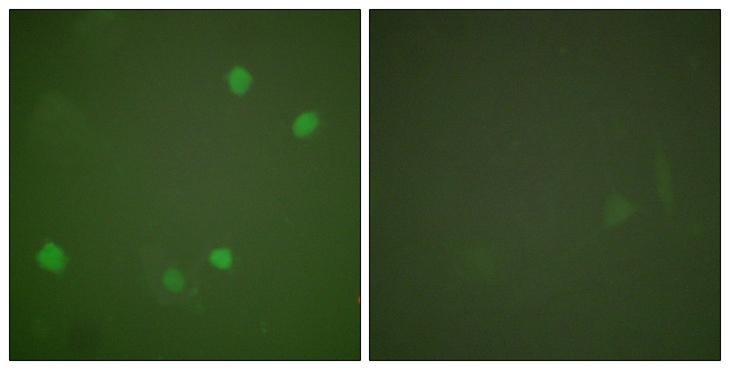HDAC3 Antibody - Peptide - + Immunofluorescence analysis of COS7 cells, using HDAC3 antibody .