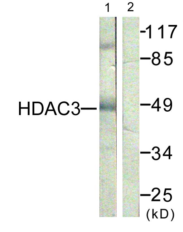 HDAC3 Antibody - Western blot analysis of extracts from NIH/3T3 cells, using HDAC3 (Ab-424) antibody.