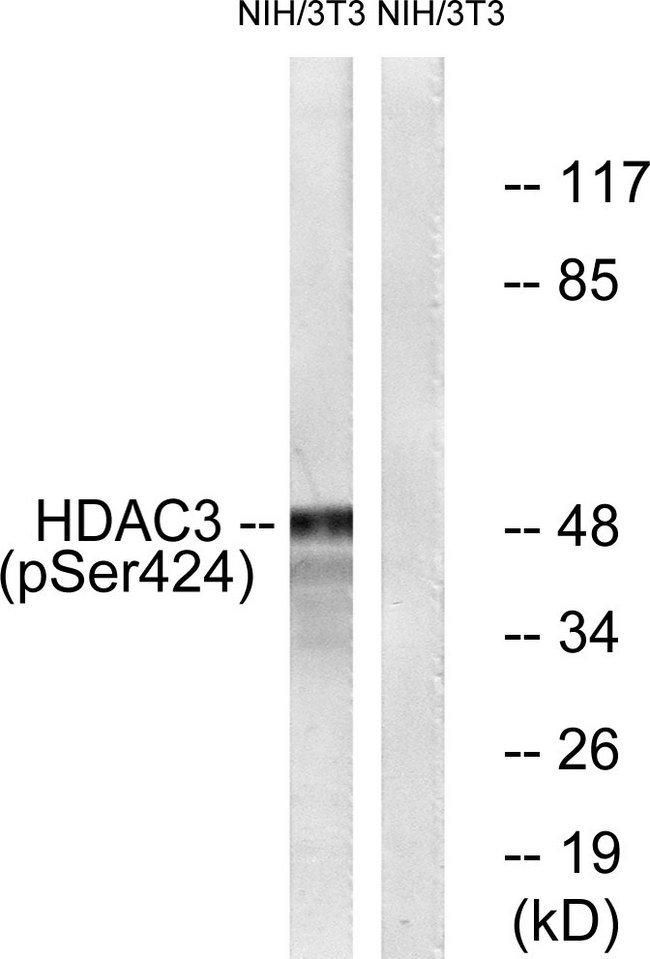 HDAC3 Antibody - Western blot analysis of lysates from NIH/3T3 cells, using HDAC3 (Phospho-Ser424) Antibody. The lane on the right is blocked with the phospho peptide.