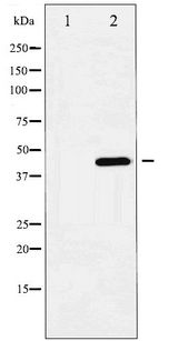 HDAC3 Antibody - Western blot of HDAC3 phosphorylation expression in NIH-3T3 whole cell lysates,The lane on the left is treated with the antigen-specific peptide.