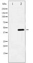 HDAC3 Antibody - Western blot of HDAC3 phosphorylation expression in NIH-3T3 whole cell lysates,The lane on the left is treated with the antigen-specific peptide.