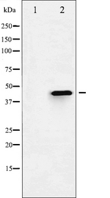 HDAC3 Antibody - Western blot analysis of HDAC3 phosphorylation expression in NIH-3T3 whole cells lysates. The lane on the left is treated with the antigen-specific peptide.
