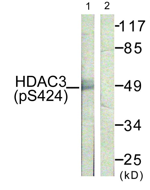 HDAC3 Antibody - Western blot analysis of extracts from NIH/3T3 cells, using HDAC3 (Phospho-Ser424) antibody.