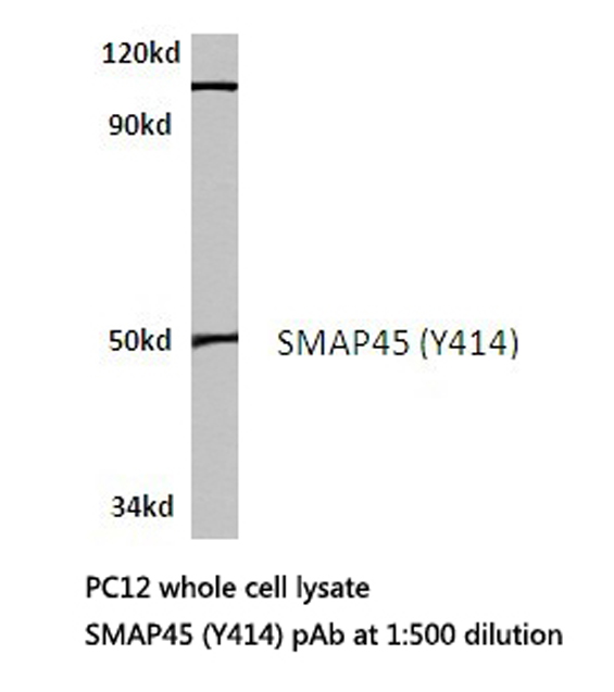 HDAC3 Antibody - Western blot of SMAP45 (Y414) pAb in extracts from PC12 cells.