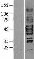 HDAC3 Protein - Western validation with an anti-DDK antibody * L: Control HEK293 lysate R: Over-expression lysate