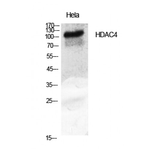 HDAC4 Antibody - Western blot of HDAC4 antibody