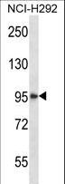 HDAC4 Antibody - HDAC4 Antibody western blot of NCI-H292 cell line lysates (35 ug/lane). The HDAC4 antibody detected the HDAC4 protein (arrow).