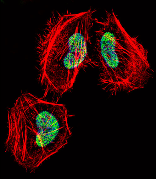 HDAC4 Antibody - Fluorescent confocal image of HeLa cell stained with HDAC4 Antibody. HeLa cells were fixed with 4% PFA (20 min), permeabilized with Triton X-100 (0.1%, 10 min), then incubated with HDAC4 primary antibody (1:25, 1 h at 37°C). For secondary antibody, Alexa Fluor 488 conjugated donkey anti-rabbit antibody (green) was used (1:400, 50 min at 37°C). Cytoplasmic actin was counterstained with Alexa Fluor 555 (red) conjugated Phalloidin (7units/ml, 1 h at 37°C). Nuclei were counterstained with DAPI (blue) (10 ug/ml, 10 min). HDAC4 immunoreactivity is localized to Nucleus significantly.