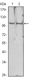HDAC4 Antibody - HDAC4 Antibody in Western Blot (WB)