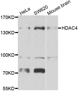 HDAC4 Antibody - Western blot analysis of extracts of various cell lines.