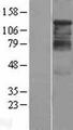HDAC4 Protein - Western validation with an anti-DDK antibody * L: Control HEK293 lysate R: Over-expression lysate