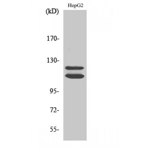 HDAC5 Antibody - Western blot of NY-CO-9 antibody