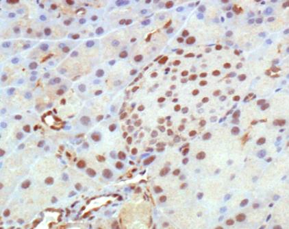 HDAC5 Antibody - Immunohistochemistry: HDAC5 Antibody - IHC analysis of HDAC5 in mouse pancreas.