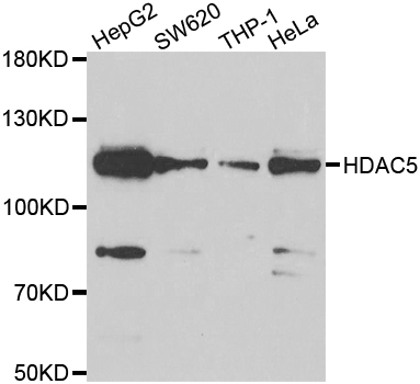 HDAC5 Antibody - Western blot analysis of extracts of various cell lines.