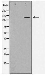 HDAC5 Antibody - Western blot of NIH-3T3 cell lysate using HDAC5 Antibody