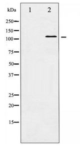 HDAC5 Antibody - Western blot of HDAC5 phosphorylation expression in NIH-3T3 whole cell lysates,The lane on the left is treated with the antigen-specific peptide.