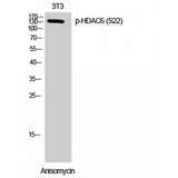 HDAC6 Antibody - Western blot of Phospho-HDAC6 (S22) antibody