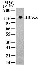 HDAC6 Antibody - Western blot of HDAC-6 in NIH-3T3 cell lysate with antibody.