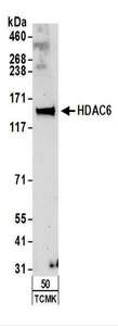 HDAC6 Antibody - Detection of Mouse HDAC6 by Western Blot. Samples: Whole cell lysate (50 ug) from TCMK-1 cells. Antibodies: Affinity purified rabbit anti-HDAC6 antibody used for WB at 0.4 ug/ml. Detection: Chemiluminescence with an exposure time of 30 seconds.