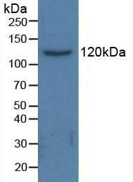 HDAC6 Antibody - Western Blot; Sample: Porcine Kidney Tissue.