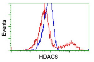 HDAC6 Antibody - HEK293T cells transfected with either overexpress plasmid (Red) or empty vector control plasmid (Blue) were immunostained by anti-HDAC6 antibody, and then analyzed by flow cytometry.