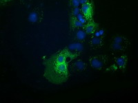 HDAC6 Antibody - Anti-HDAC6 mouse monoclonal antibody immunofluorescent staining of COS7 cells transiently transfected by pCMV6-ENTRY HDAC6.