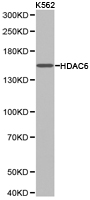 HDAC6 Antibody - Western blot of extracts of K562 cell lines, using HDAC6 antibody.