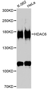 HDAC6 Antibody - Western blot analysis of extracts of various cell lines, using HDAC6 antibody at 1:1000 dilution. The secondary antibody used was an HRP Goat Anti-Rabbit IgG (H+L) at 1:10000 dilution. Lysates were loaded 25ug per lane and 3% nonfat dry milk in TBST was used for blocking. An ECL Kit was used for detection and the exposure time was 90s.
