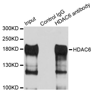 HDAC6 Antibody - Immunoprecipitation analysis of 100ug extracts of HepG2 cells using 3ug HDAC6 antibody. Western blot was performed from the immunoprecipitate using HDAC6 antibody at a dilition of 1:1000.