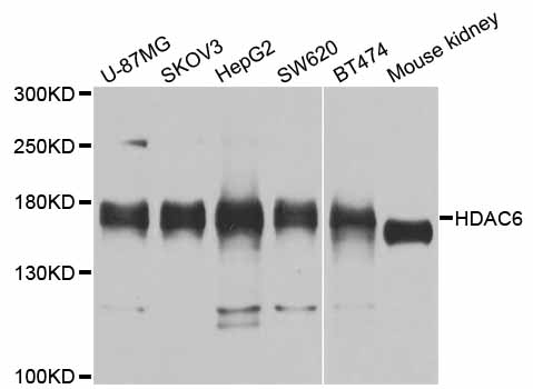 HDAC6 Antibody - Western blot analysis of extracts of various cell lines, using HDAC6 antibody at 1:1000 dilution. The secondary antibody used was an HRP Goat Anti-Rabbit IgG (H+L) at 1:10000 dilution. Lysates were loaded 25ug per lane and 3% nonfat dry milk in TBST was used for blocking. An ECL Kit was used for detection and the exposure time was 30s.