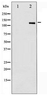 HDAC6 Antibody - Western blot of HDAC6 phosphorylation expression in NIH-3T3 whole cell lysates,The lane on the left is treated with the antigen-specific peptide.