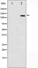 HDAC6 Antibody - Western blot analysis of HDAC6 phosphorylation expression in NIH-3T3 whole cells lysates. The lane on the left is treated with the antigen-specific peptide.