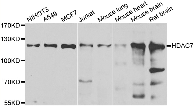 HDAC7 Antibody - Western blot analysis of extracts of various cell lines.