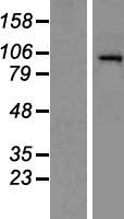 HDAC7 Protein - Western validation with an anti-DDK antibody * L: Control HEK293 lysate R: Over-expression lysate