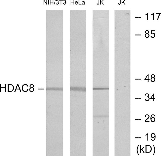 HDAC8 Antibody - Western blot analysis of lysates from NIH/3T3, HeLa, and Jurkat cells, , using HDAC8 Antibody. The lane on the right is blocked with the synthesized peptide.