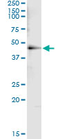 HDAC8 Antibody - Immunoprecipitation of HDAC8 transfected lysate using anti-HDAC8 monoclonal antibody and Protein A Magnetic Bead.