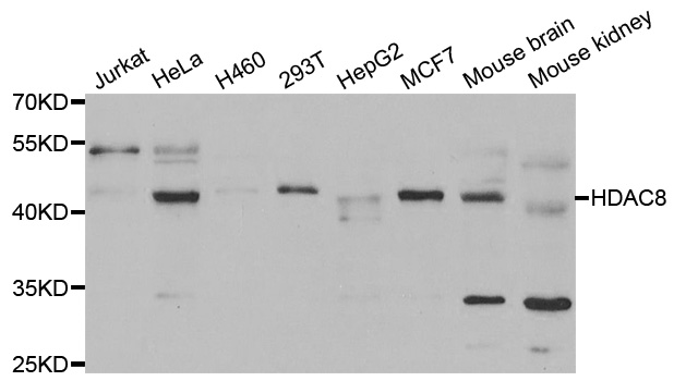 HDAC8 Antibody - Western blot analysis of extracts of various cell lines, using HDAC8 antibody.