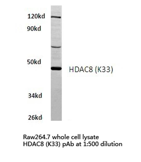 HDAC8 Antibody - Western blot of HDAC8 (K33) pAb in extracts from raw264.7 cells.