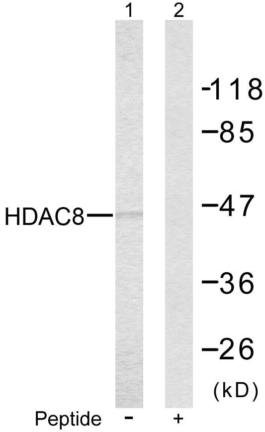 HDAC8 Antibody - Western blot analysis of the extracts from NIH/3T3 cells using HDAC8 (Ab-39) Antibody. Line1: Using ; Line2: Using preincubated with synthesized peptide.